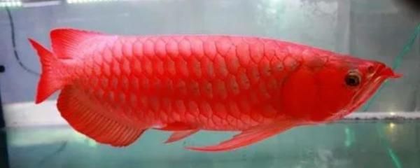 紅龍魚吃蜈蚣一次多少條：紅龍魚吃蜈蚣的頻率和數量