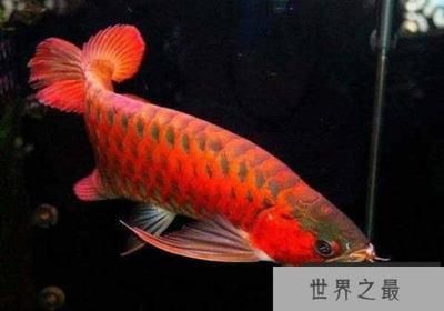 龍魚觀賞價值排名（龍魚觀賞價值排名前十名）