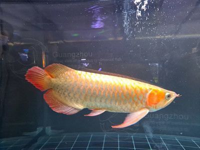 金龍魚(yú)必須吃活食么：關(guān)于金龍魚(yú)的飲食建議