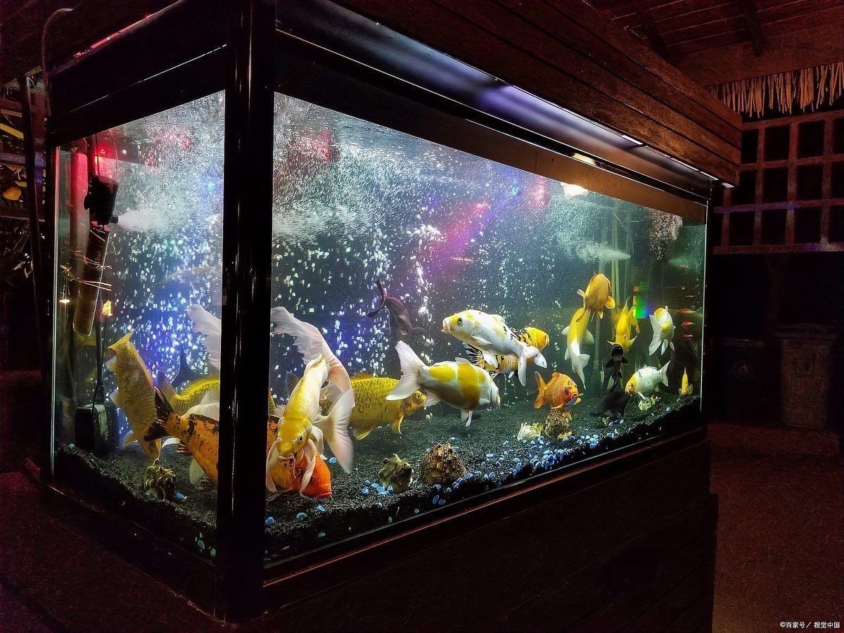 金龍魚燈光多久開一次合適？