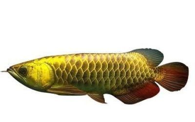紅龍魚吃的少怎么回事：紅龍魚的食量減少可能由多種因素引起，紅龍魚吃的少怎么回事