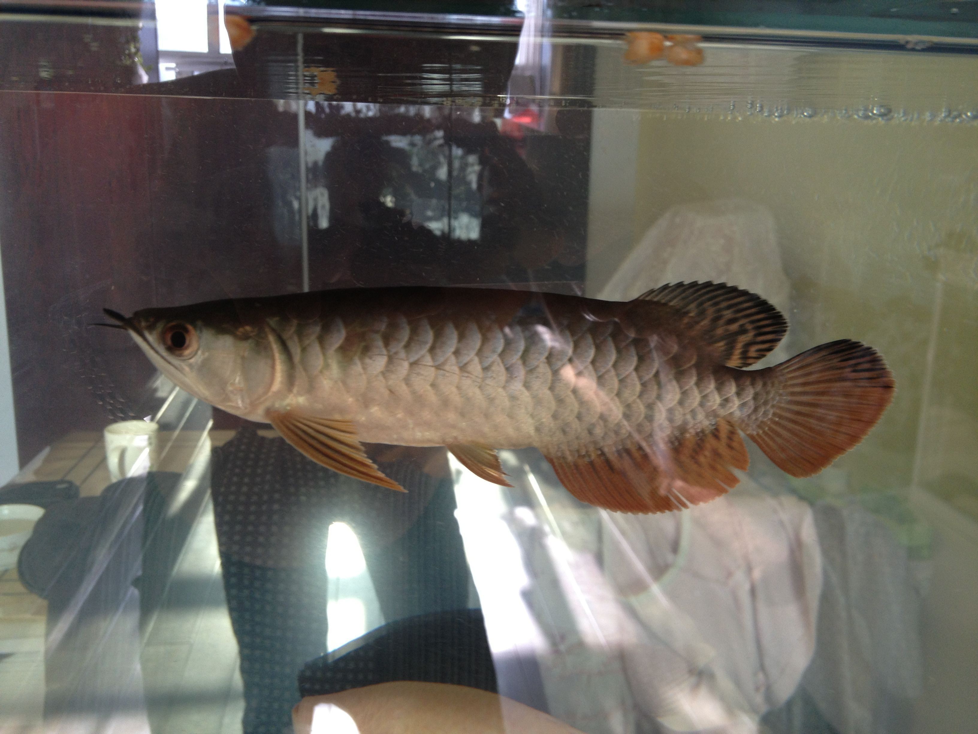 龍魚是什么樣的品種：幾種常見的龍魚品種