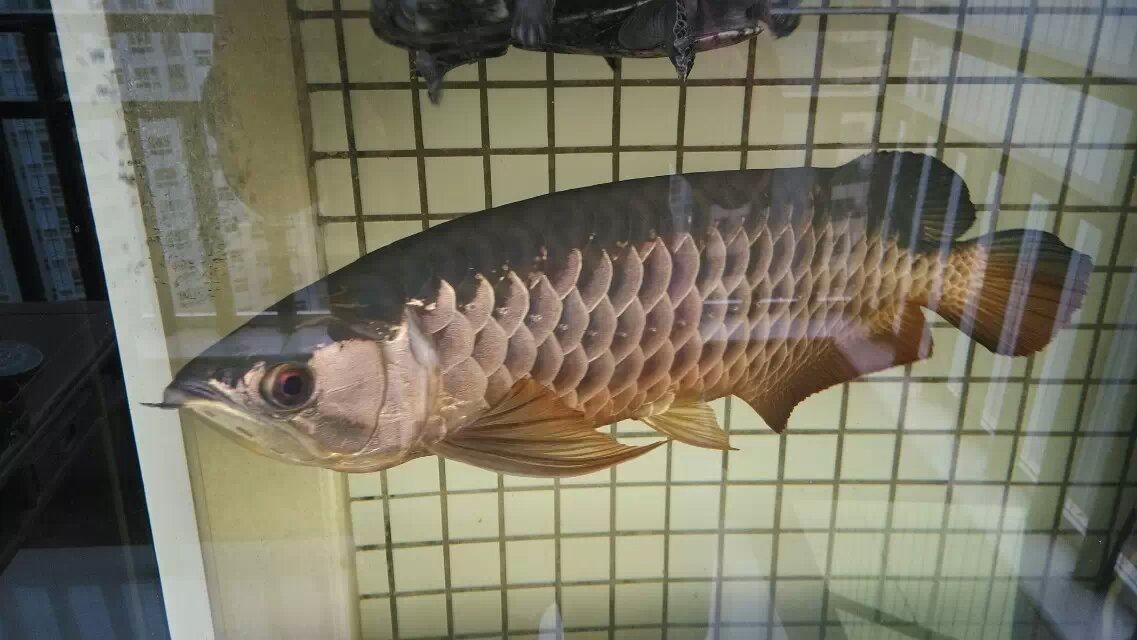 龍魚是什么樣的品種：幾種常見的龍魚品種