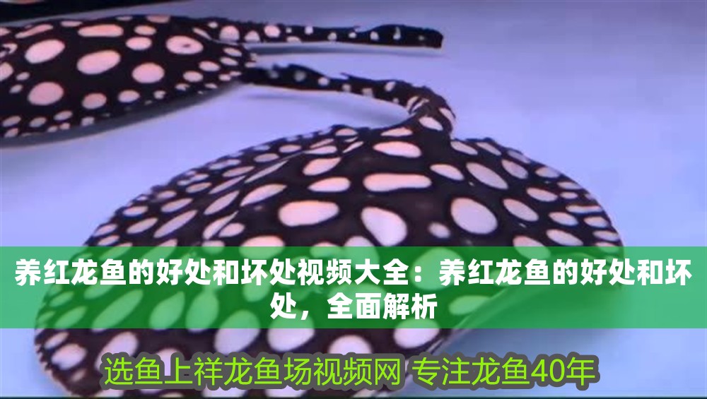 養(yǎng)紅龍魚的好處和壞處視頻大全：養(yǎng)紅龍魚的好處和壞處，全面解析