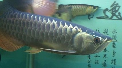 李亞四金龍魚的成長過程：李亞四金龍魚從養殖到成熟的全過程，需要熱情、專業知識和耐心過程