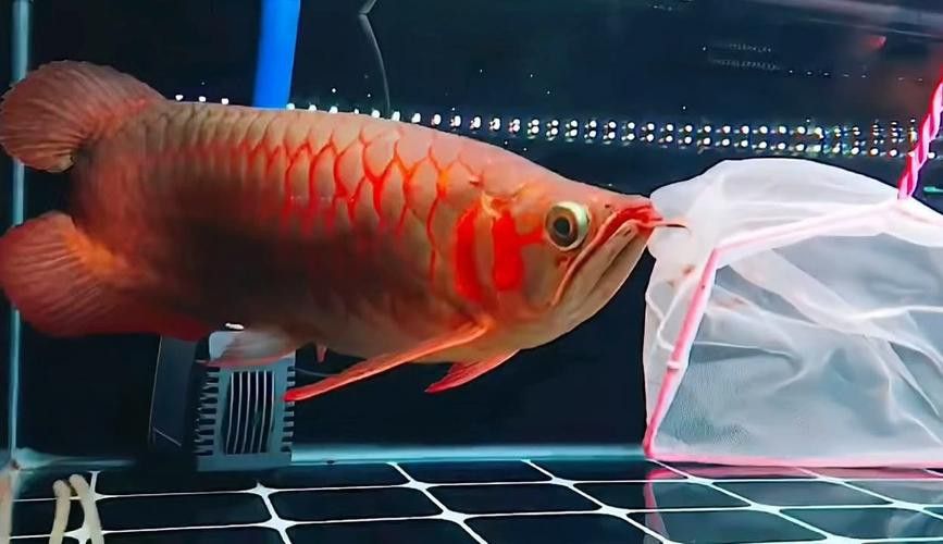 翹頭紅龍魚圖片大全
