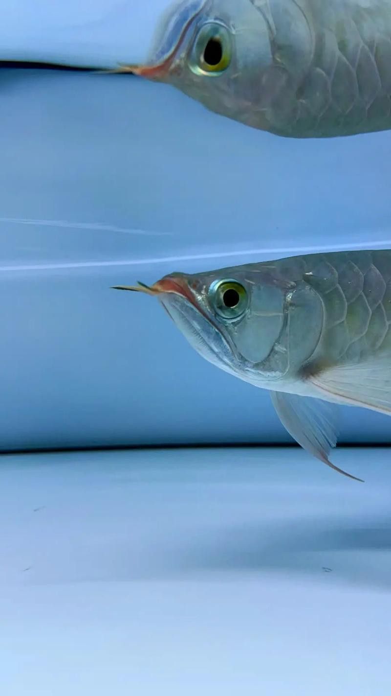 翹頭紅龍魚圖片大全
