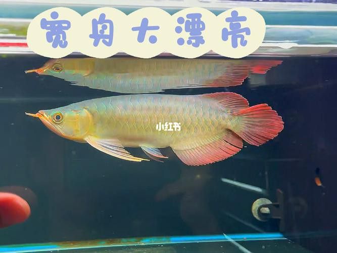翹頭紅龍魚圖片大全
