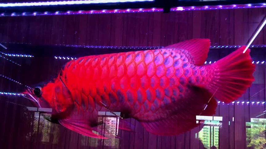 翹頭紅龍魚圖片大全