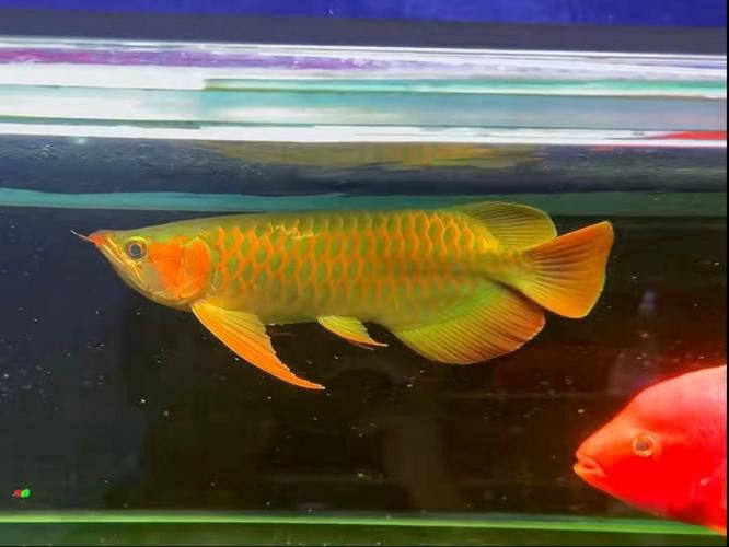 翹頭紅龍魚圖片大全