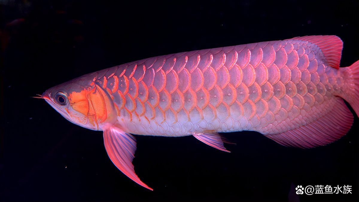 小紅龍魚飼養技巧