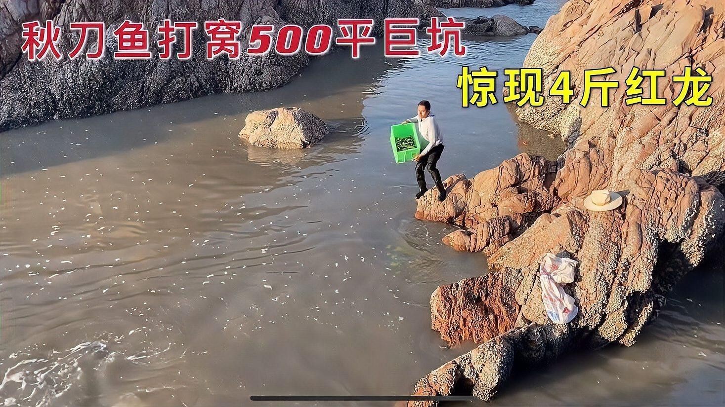 小紅龍魚飼養技巧