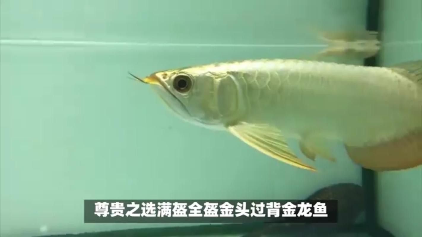 祥龍魚場觀賞魚圖片高清