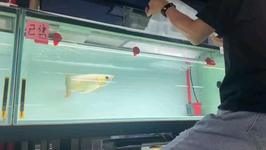 祥龍魚場觀賞魚圖片高清