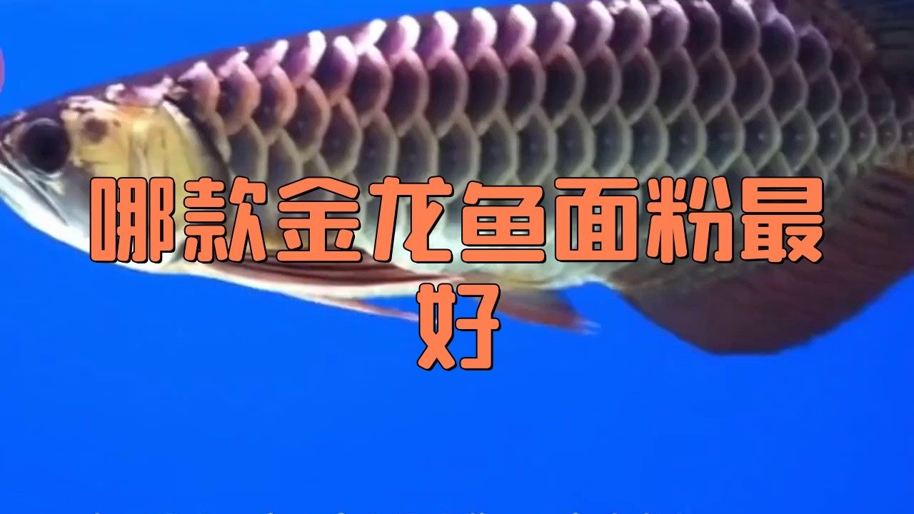 金龍魚(yú)白面