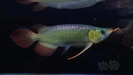龍魚短身和正常身的區別（龍魚短身和正常身有什么區別） 龍魚短身和正常身的區別（龍魚短身和正常身有什么區別） 龍魚百科 第5張