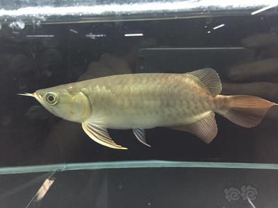 龍魚短身和正常身的區別（龍魚短身和正常身有什么區別） 龍魚短身和正常身的區別（龍魚短身和正常身有什么區別） 龍魚百科 第4張