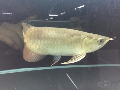 龍魚短身和正常身的區別（龍魚短身和正常身有什么區別） 龍魚短身和正常身的區別（龍魚短身和正常身有什么區別） 龍魚百科 第1張