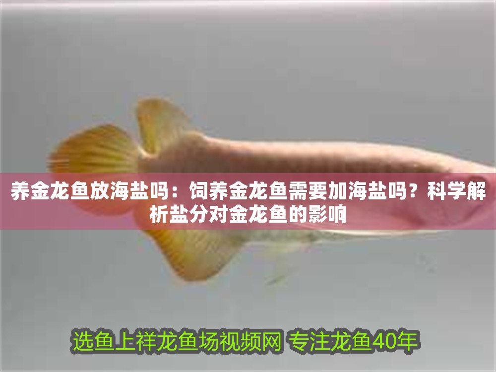 養金龍魚放海鹽嗎：飼養金龍魚需要加海鹽嗎？科學解析鹽分對金龍魚的影響 養金龍魚放海鹽嗎：飼養金龍魚需要加海鹽嗎？科學解析鹽分對金龍魚的影響 龍魚百科 第1張