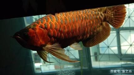 龍魚總在缸的一角不愛游動正常嗎：龍魚不愛游動并且總是在魚缸的一角，可能是多種原因導致的