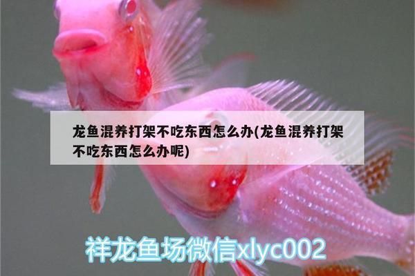 龍魚放大白片可以喂食嗎：龍魚為什么會趴缸