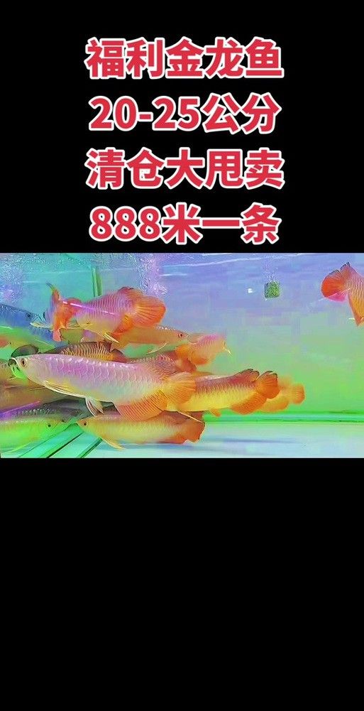 南寧龍魚上門回收價格表圖片