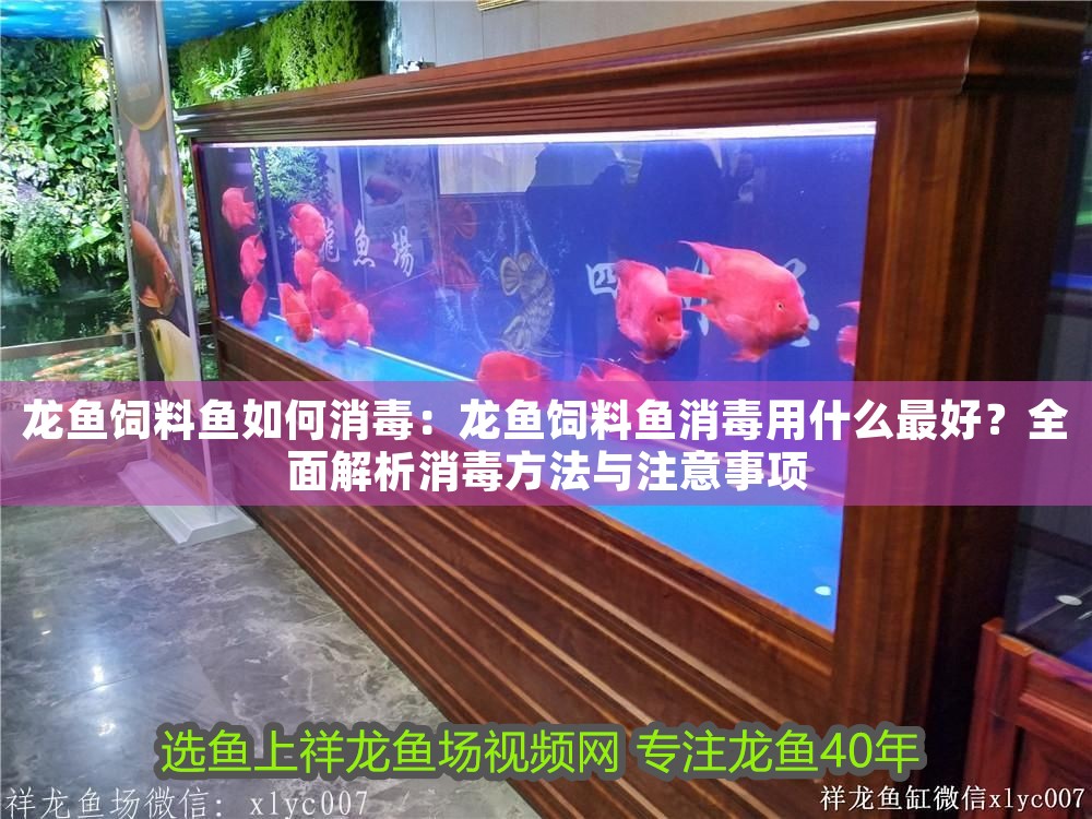 龍魚飼料魚如何消毒：龍魚飼料魚消毒用什么最好？全面解析消毒方法與注意事項(xiàng)