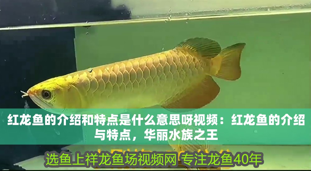 紅龍魚的介紹和特點是什么意思呀視頻：紅龍魚的介紹與特點，華麗水族之王