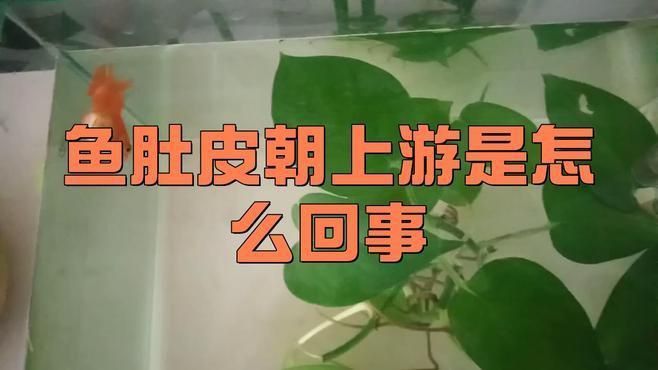 龍魚突然翻肚什么原因