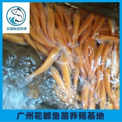 龍魚苗批發價格多少錢一只：龍魚苗批發價格多少一只