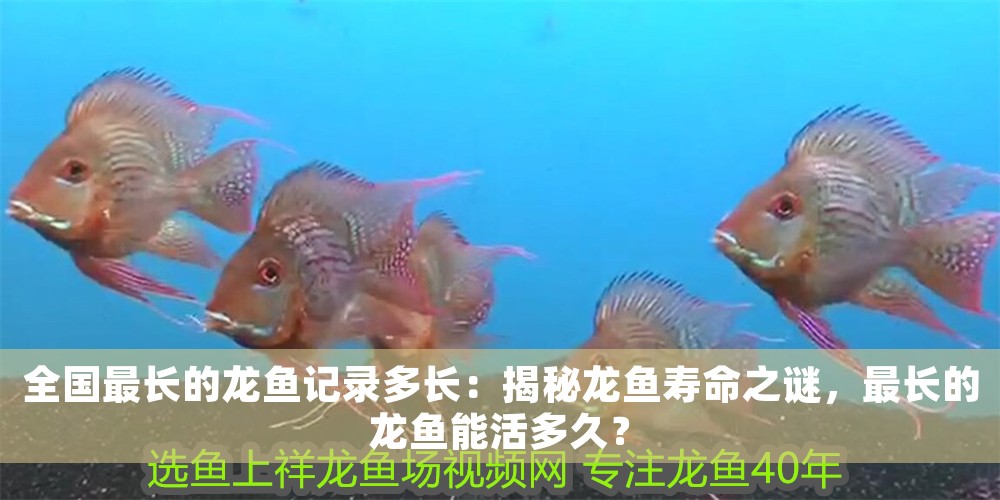 全國(guó)最長(zhǎng)的龍魚(yú)記錄多長(zhǎng)：揭秘龍魚(yú)壽命之謎，最長(zhǎng)的龍魚(yú)能活多久？
