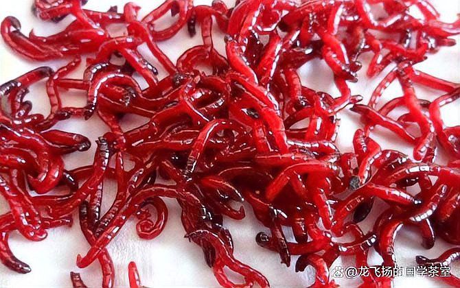 紅龍魚(yú)吃活食好嗎