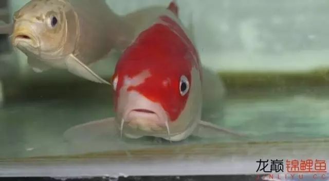 銀龍魚身上長白點圖片高清