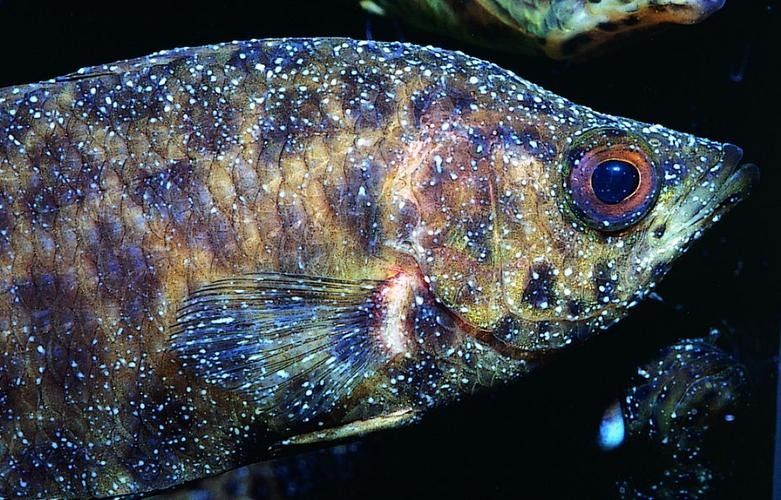 銀龍魚身上長白點圖片高清