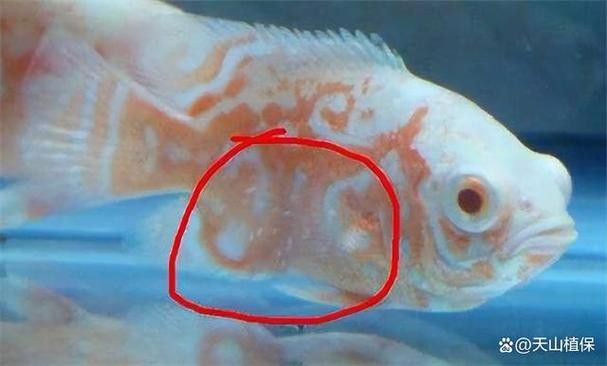 銀龍魚身上長白點圖片高清