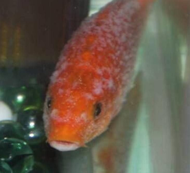 銀龍魚身上長白點圖片高清