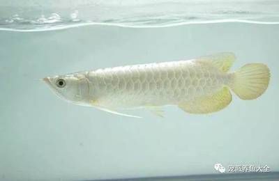 龍魚生病治療兩個月才好一顆心終于放下來了：龍魚在生病兩個月后才痊愈，養魚人的一顆心也終于放下