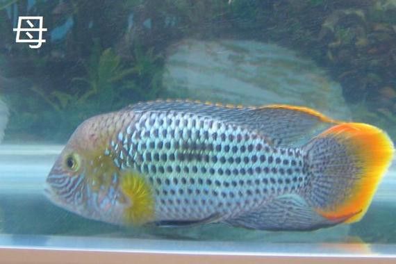 紅尾黃冠可以和龍魚混養嗎圖片