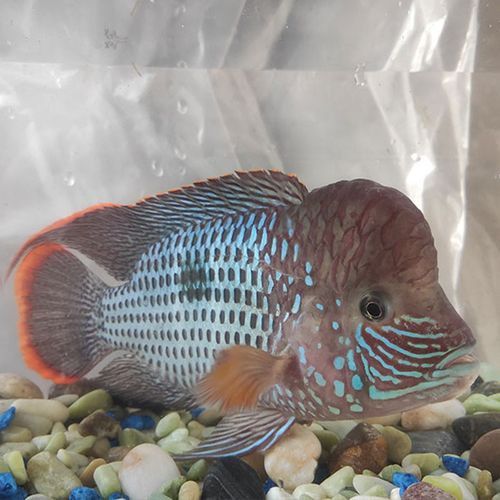 紅尾黃冠可以和龍魚混養嗎圖片