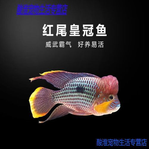 紅尾黃冠可以和龍魚混養嗎圖片