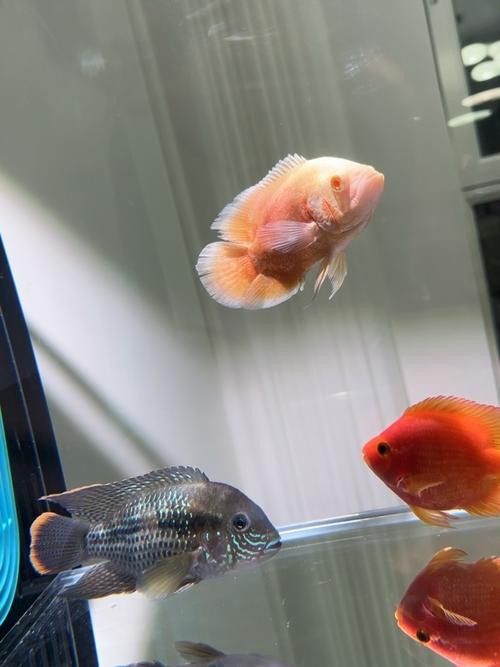紅尾黃冠可以和龍魚混養嗎圖片