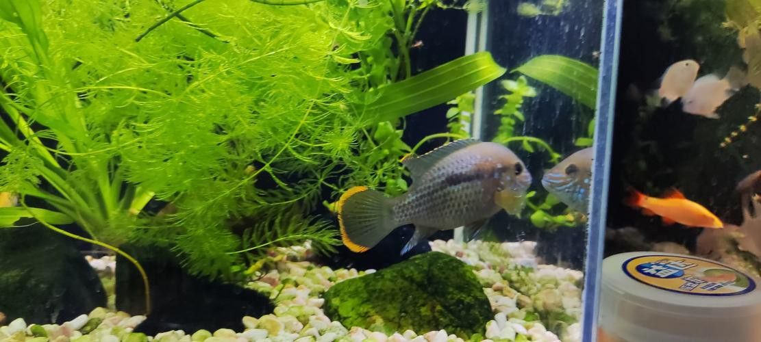紅尾黃冠可以和龍魚混養嗎圖片
