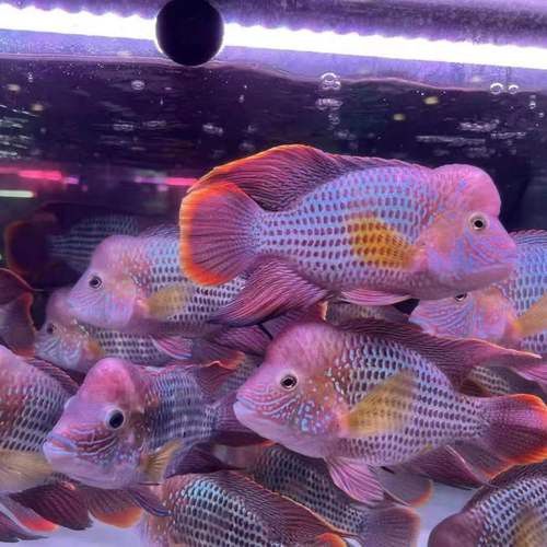 紅尾黃冠可以和龍魚混養嗎圖片
