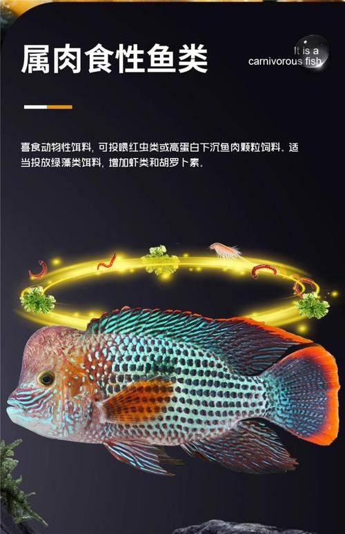 紅尾黃冠可以和龍魚混養嗎圖片