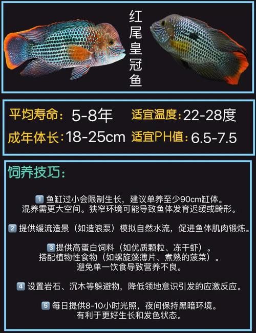 紅尾黃冠可以和龍魚混養嗎圖片