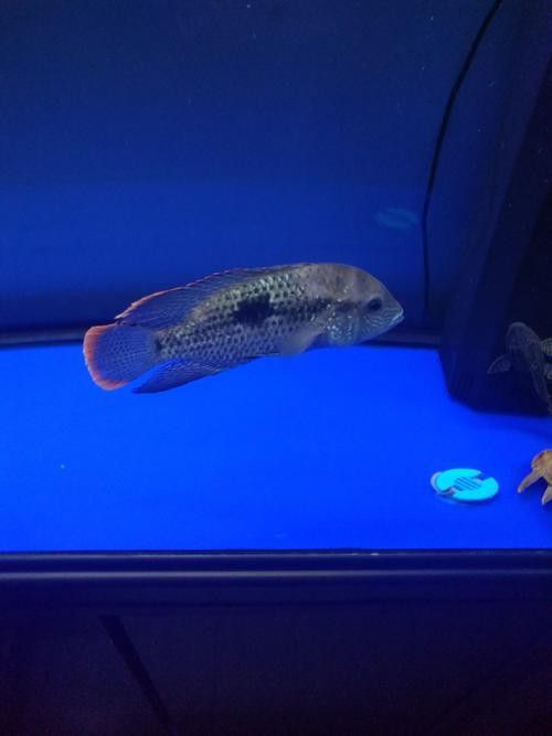 紅尾黃冠可以和龍魚混養嗎圖片