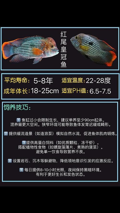 紅尾黃冠可以和龍魚混養嗎圖片