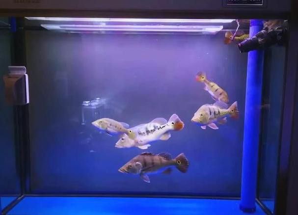 紅尾黃冠可以和龍魚混養嗎圖片