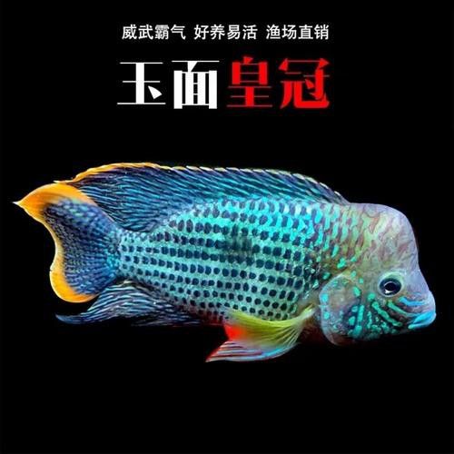 紅尾黃冠可以和龍魚混養嗎圖片
