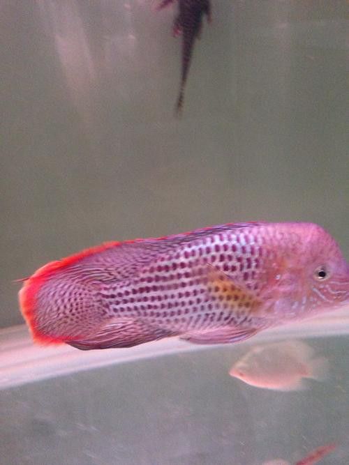 紅尾黃冠可以和龍魚混養嗎圖片